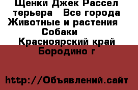 Щенки Джек Рассел терьера - Все города Животные и растения » Собаки   . Красноярский край,Бородино г.